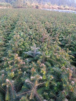 陜西一年生杉木樹多少錢