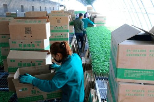 2020年度和潤農業種子公司種苗廠春季茬口種苗生產優秀員工表彰大會隆重召開