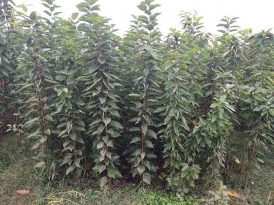 陜西寶雞櫻桃種苗(美早、布魯克斯、早大果、俄羅斯八號、美國一號)|櫻桃種苗(美早、布魯克斯、早大果、俄羅斯八號、美國一號)價格|櫻桃種苗(美早、布魯克斯、早大果、俄羅斯八號、美國一號)圖片-中國苗木網(wǎng)miaomu.com