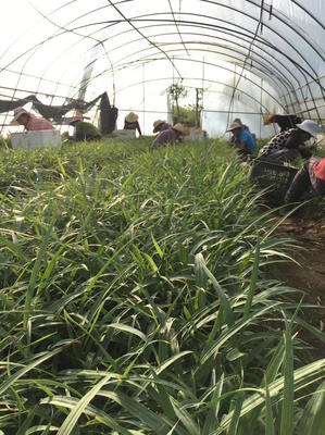 [白芨種苗批發(fā)]陜西漢中漢臺區(qū)白芨種苗 0.30元/棵白芨種苗基 _ 一畝田