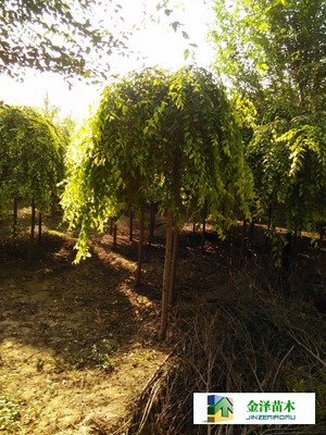 河南垂榆陜西垂榆寧夏垂榆_河北保定博野金澤綠化苗木基地_商國互聯網