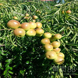 【陜西梨棗棗樹苗產地】-