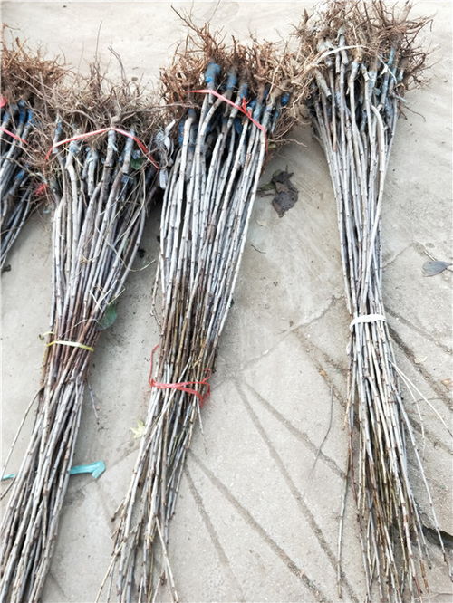 【承德市15公分櫻桃樹(shù)哪家買(mǎi)美早矮化櫻桃苗】-