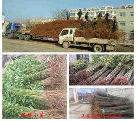 鄭州香椿小苗兩公分香椿小苗