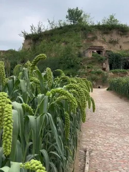 時間過的很快,一晃又一秋 陜北小米 谷子 三農 優質農產品