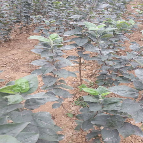 【紅嘎啦蘋果樹苗基地才賣多少錢、紅嘎啦蘋果樹苗2018年新報(bào)價(jià)】- 