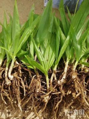 [白芨種苗批發(fā)]陜西商洛山陽縣白芨種苗 0.90元/棵純紫花白芨 _ 一畝田