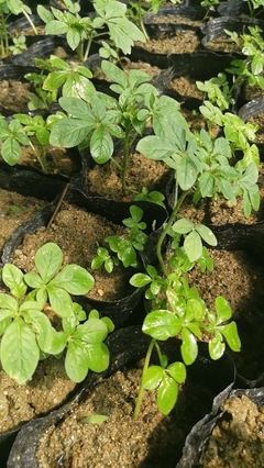 陜西地區(qū)供應(yīng)醉蝶花杯苗種苗容器苗觀賞草花