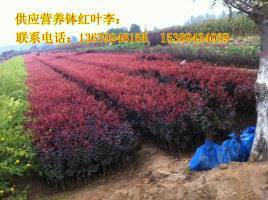 【供應(yīng)西安營養(yǎng)缽紅葉李、紫葉李、陜西叢生密枝紅葉李】價(jià)格,廠家,其他種子種苗