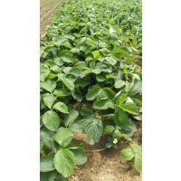 【陜西綠色草莓苗品種培育基地,甜查理草莓種苗價格,牛奶草莓價格圖片】陜西綠色草莓苗品種培育基地,甜查理草莓種苗價格,牛奶草莓價格 - 泰安開發區惠民園藝中心