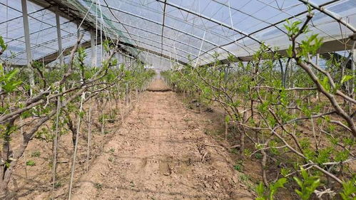 國家地理標(biāo)志保護產(chǎn)品 陜西大荔冬棗大棚承載希望