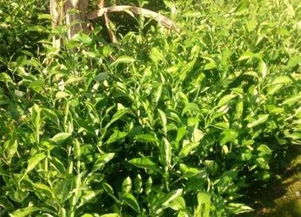 大農(nóng)圈 農(nóng)業(yè)供求信息 第八十九期