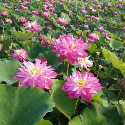 種植蘆葦價格 陜西蘆葦苗 寶雞蘆葦種苗 蘆葦種植