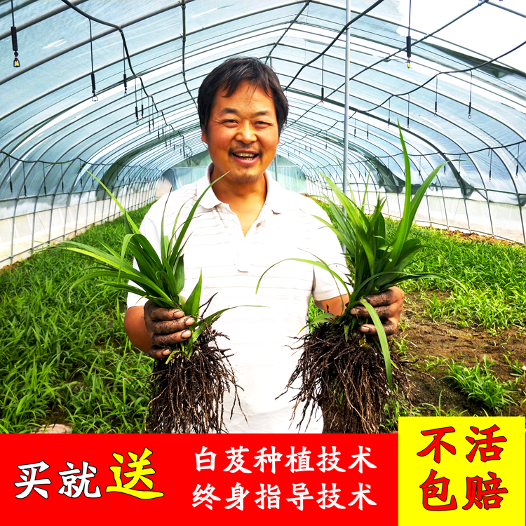 【1000顆】陜西秦嶺白芨種苗鮮活藥材種苗紫花三叉白芨種白及苗①