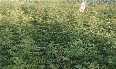 花椒種苗廠家-山西鮮花椒苗子-陜西鮮花椒苗子