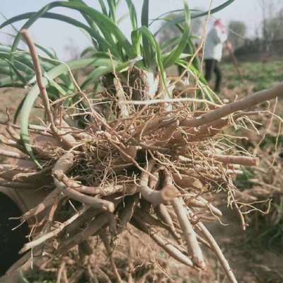 陜西大荔沙苑黃花菜種苗 產地直銷