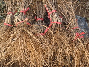 【嫁接葡萄苗陜西葡萄苗多少錢一棵】- 