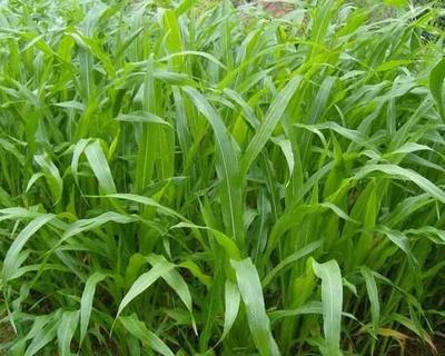 【供應(yīng)青海墨西哥玉米種子價(jià)格】?jī)r(jià)格,廠家,其他種子、種苗-搜了網(wǎng)