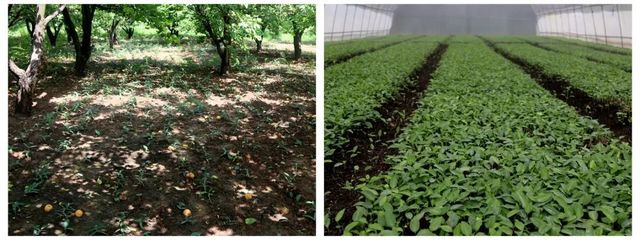 科技報(bào)國(guó) 奉獻(xiàn)西部 | 把科技成果寫在希望的田野上