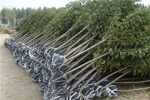 博樂(lè)哪有賣大櫻桃樹苗的現(xiàn)貨銷售