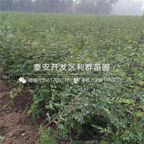 【4公分青花椒樹苗價(jià)格】- 