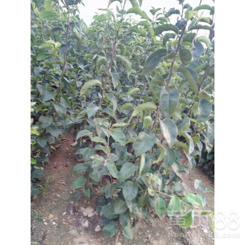 【陜西2公分翠冠梨樹苗價(jià)格、2公分翠冠梨樹苗批發(fā)基地現(xiàn)挖現(xiàn)賣】- 