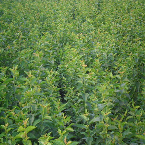 【俄羅斯八號櫻桃苗哪里購買、俄羅斯八號櫻桃苗新品種】- 