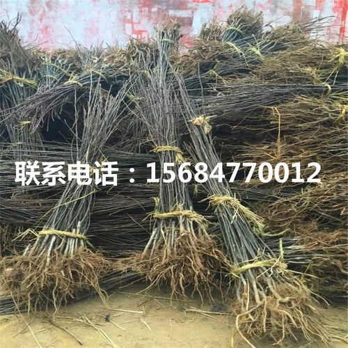 金果梨樹苗 金果梨樹苗價格及報價