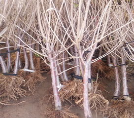 陜西安塞萬農 1 3年生樹苗 早熟品種 不裂果 具體價格面議