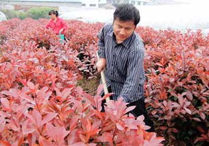 玉環 兩棲 村民工廠田間兩不誤