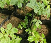 【醉蝶花熱賣促銷】_價格/圖片/廠家 - 熱賣促銷