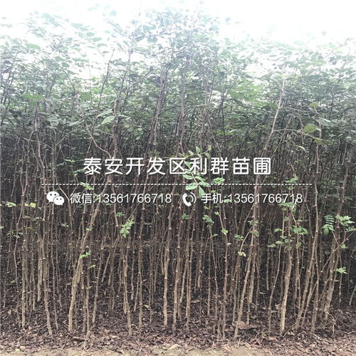 花椒樹苗 花椒樹苗價格 花椒樹苗批發