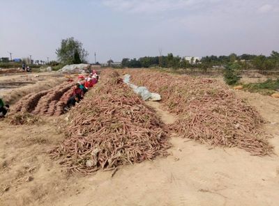 陜西臨潼原種紅薯種苗高產紅薯苗紅薯苗地瓜苗紅芋苗