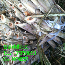 批發(fā)陜西省黑皮甘蔗種苗,廣西博白甘蔗種苗批發(fā)價格,甘蔗種苗種植技術