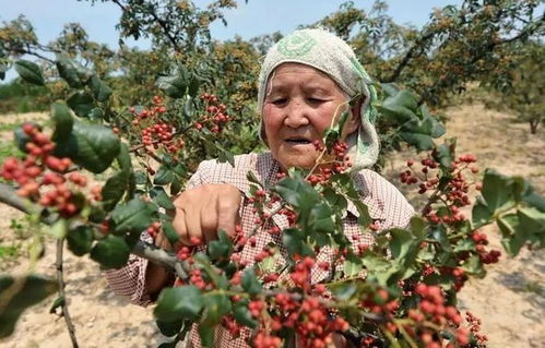 全國哪的花椒最正宗 經過對比,這5個地方名氣最大,有你家鄉嗎