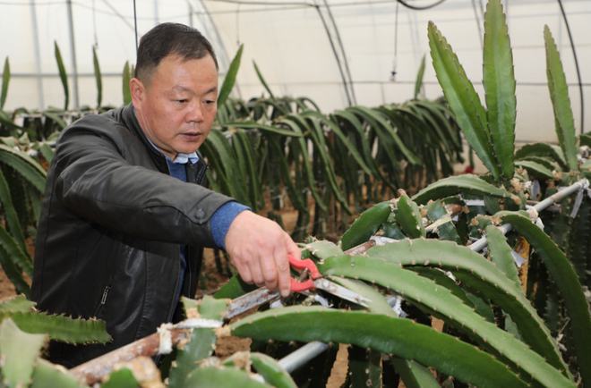 陜西楊凌:全產業鏈賦能集體經濟 火龍果結出&ldquo;致富果&rdquo;