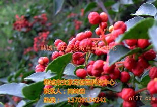 云南獅子頭花椒苗基地 獅子頭花椒苗種植技術