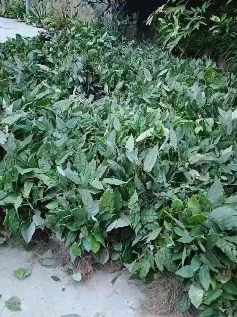 [淫羊藿種苗批發]陜西安康嵐皋縣淫羊藿種苗 0.80元/棵陜西省 _ 一畝