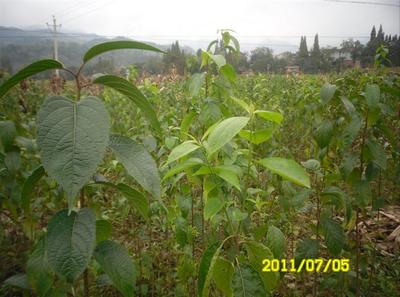 陜西厚樸苗價格-杜仲苗、供應陜西杜仲苗、陜西杜仲苗基地 -陜西獼猴桃苗|獼猴桃苗批發|獼猴桃苗 產品展示(陜西苗木基地_陜西種苗供應商_陜西苗木批發)-金泉網