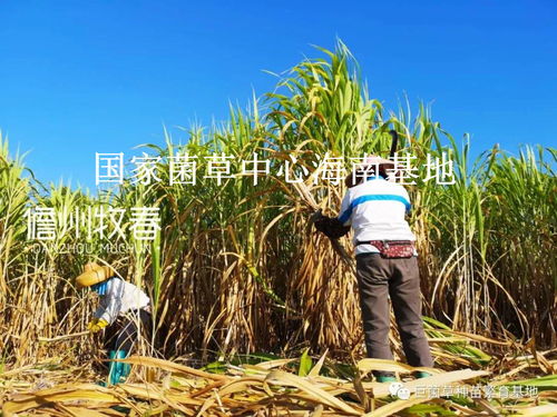 40萬(wàn)畝 5萬(wàn)噸 年終回顧2020年儋州牧春菌草種苗發(fā)貨現(xiàn)場(chǎng)