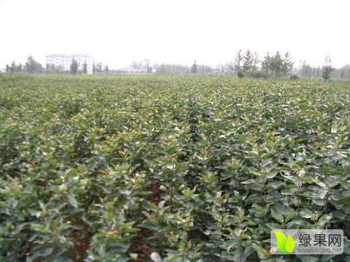 2020桃樹(shù)苗價(jià)格行情走勢(shì) 中國(guó)桃樹(shù)苗網(wǎng)