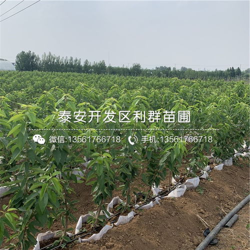 【吉塞拉12號(hào)砧木苗、吉塞拉12號(hào)砧木苗價(jià)錢(qián)】- 