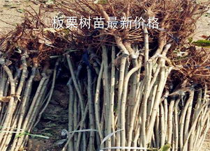 板栗樹苗最新價(jià)格多少錢一棵 種植幾年結(jié)果