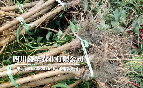 【4年生廣西李子苗、4公分廣西李子樹(shù)苗價(jià)格與報(bào)價(jià)】-