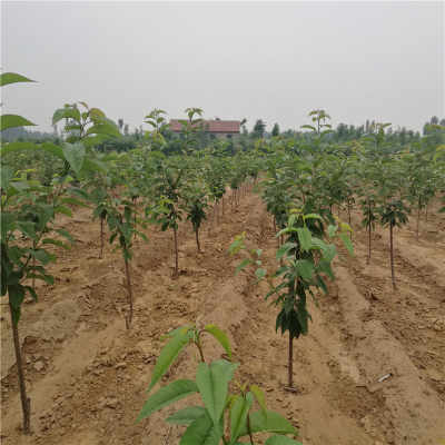 美早櫻桃苗價(jià)格與陜西種苗批發(fā)指南