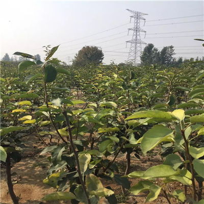 金秋梨樹苗批發(fā)價(jià)格與求購指南——聚焦陜西種苗市場