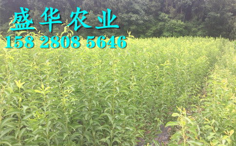 陜西脆紅李苗基地直銷 漢中、安康、商洛、寶雞等地區(qū)樹苗價(jià)格與種植優(yōu)勢
