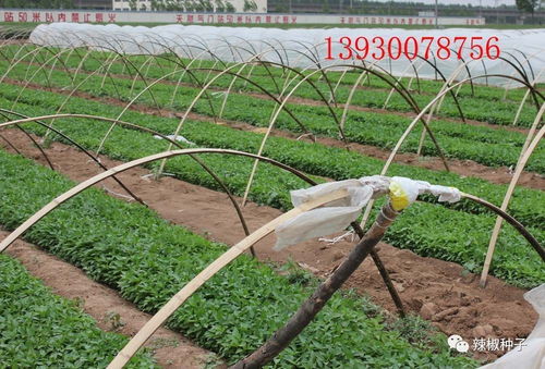 陜西辣椒種苗供應(yīng)與產(chǎn)品收購服務(wù)