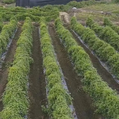 陜西漢中漢臺區(qū)成功引進鰱魚新品種長豐鰱魚 推動水產(chǎn)養(yǎng)殖產(chǎn)業(yè)升級