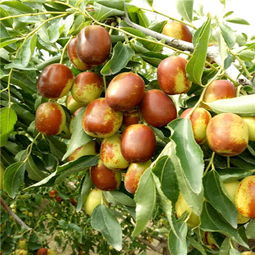 如何購(gòu)買陜西泰安優(yōu)質(zhì)大紅棗嫁接棗樹苗